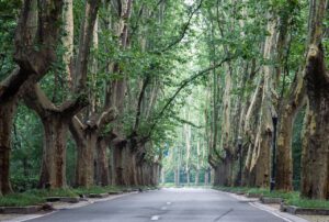 An road of huge sycamore trees